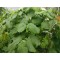 Hierba Santa, Hojas de hierba santa:  Root Beer Plant Leaf, organic Root Beer Plant  